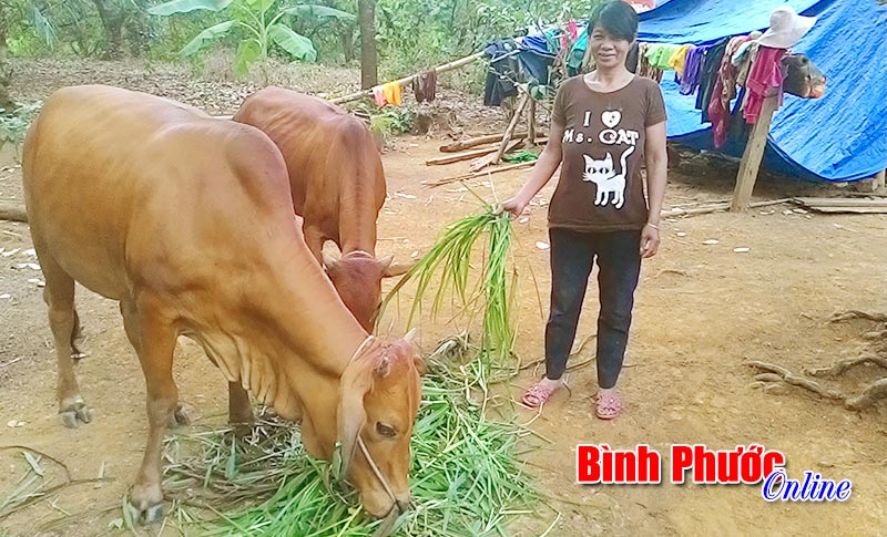 Hiệu quả từ chương trình “Lục lạc vàng” Hiệu quả từ chương trình “Lục lạc vàng”