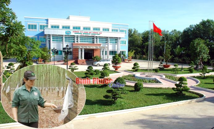 Đảng bộ Công ty cổ phần cao su Sông Bé luôn đổi mới, sáng tạo Đảng bộ Công ty cổ phần cao su Sông Bé luôn đổi mới, sáng tạo