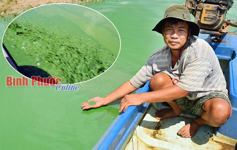 Thượng nguồn sông Sài Gòn đang “ngộp thở” bởi váng xanh Thượng nguồn sông Sài Gòn đang “ngộp thở” bởi váng xanh