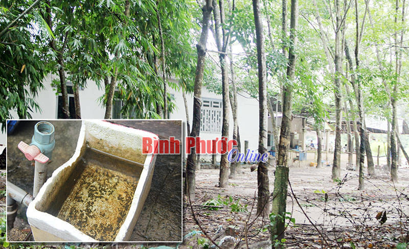 Sốt xuất huyết đang diễn biến phức tạp