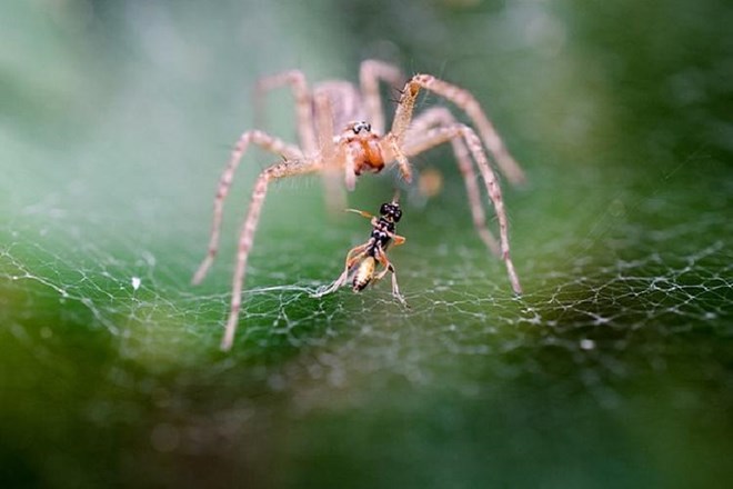 spider116032017085523.jpg