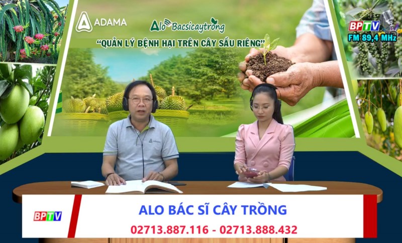 Cùng chuyên gia “bắt mạch” bệnh hại trên cây sầu riêng Cùng chuyên gia “bắt mạch” bệnh hại trên cây sầu riêng