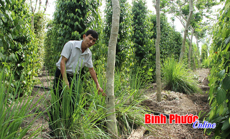 Sưa đỏ - trồng chơi ăn thật