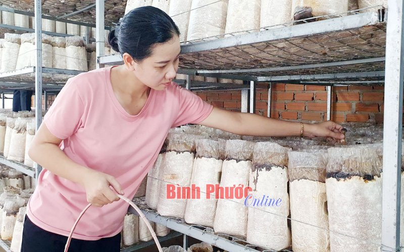 Sức hấp dẫn của nấm mối đen Sức hấp dẫn của nấm mối đen