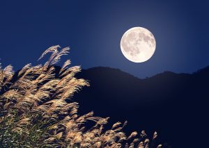 susuki_300x213_16080619092021.jpg