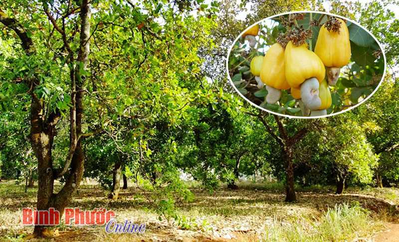 Người dân canh gác vườn điều vì sợ trộm Người dân canh gác vườn điều vì sợ trộm