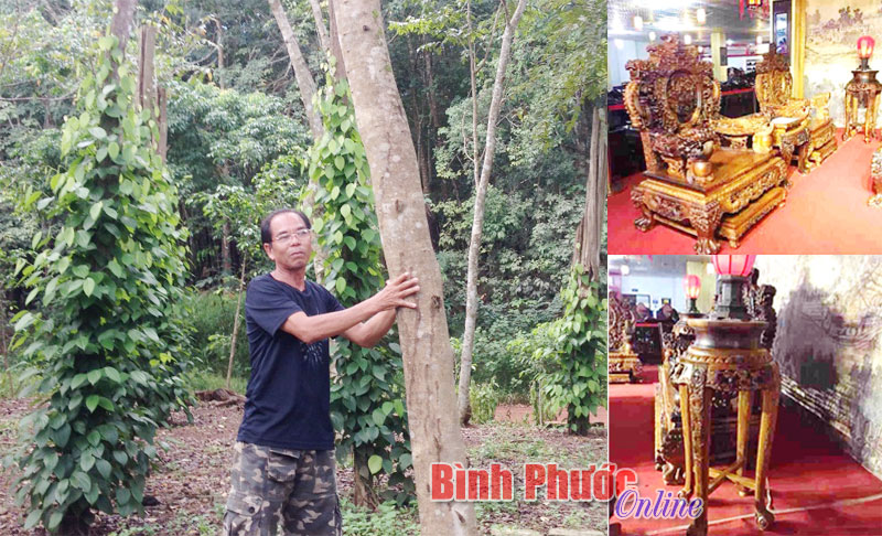 Giá trị của cây sưa