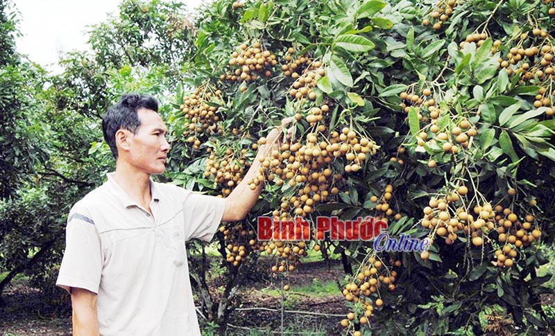 Nông dân Tân Hưng đổi đời từ trồng nhãn Nông dân Tân Hưng đổi đời từ trồng nhãn