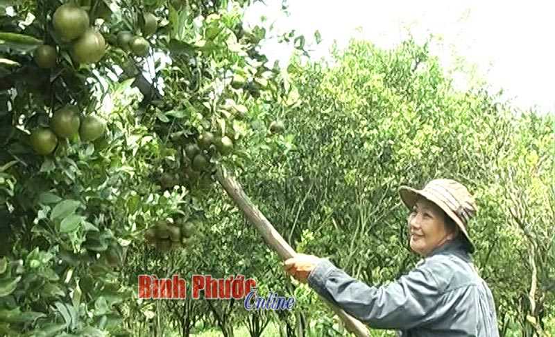 Thu nhập cao từ vườn cây ăn trái Thu nhập cao từ vườn cây ăn trái
