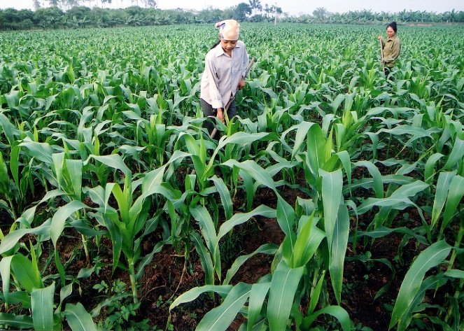 Diện tích gieo trồng cây hằng năm giảm Diện tích gieo trồng cây hằng năm giảm