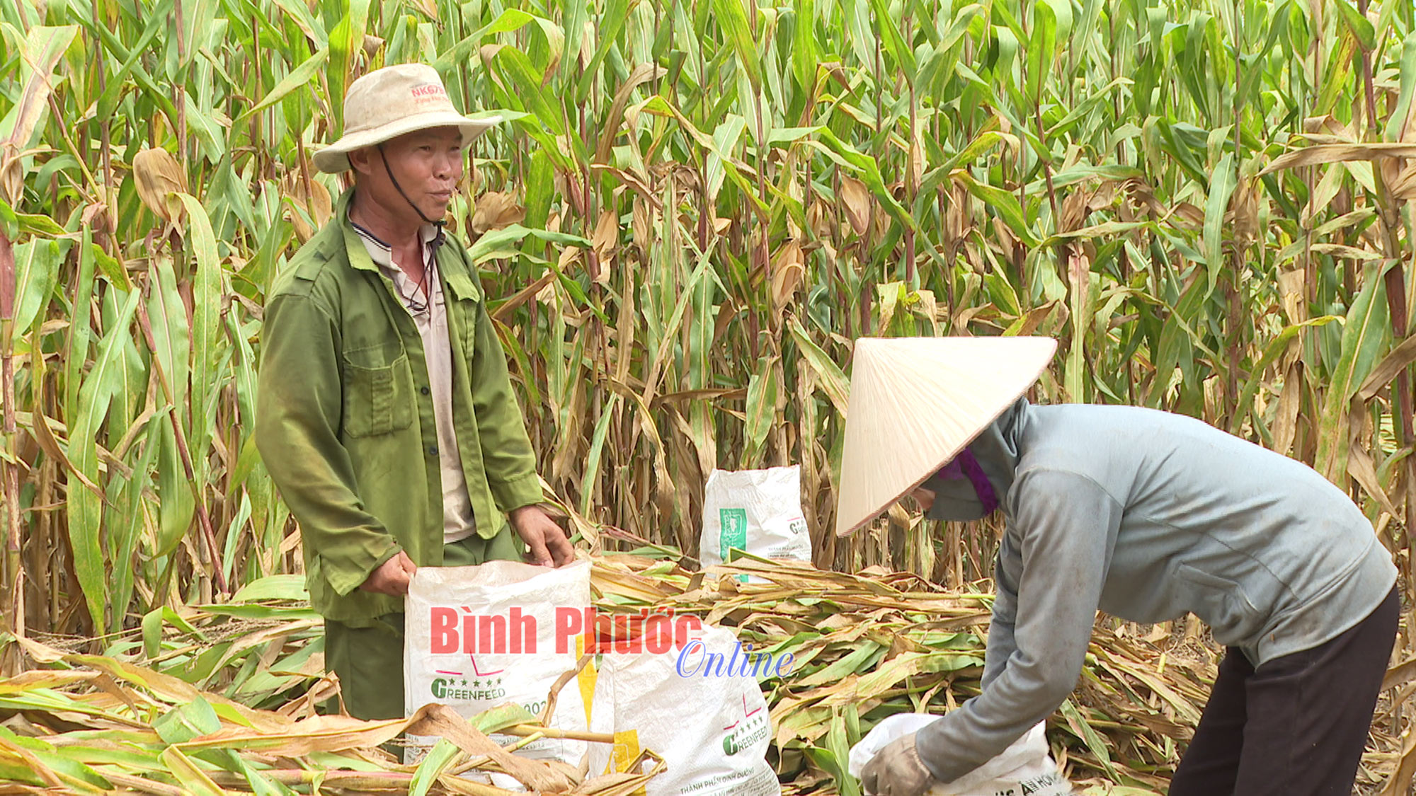 Tăng thu nhập nhờ luân canh