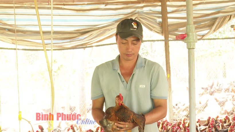 Tăng thu nhập từ gà trống bán tết Tăng thu nhập từ gà trống bán tết