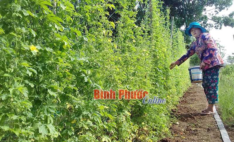 Tăng thu từ rau trái vụ Tăng thu từ rau trái vụ