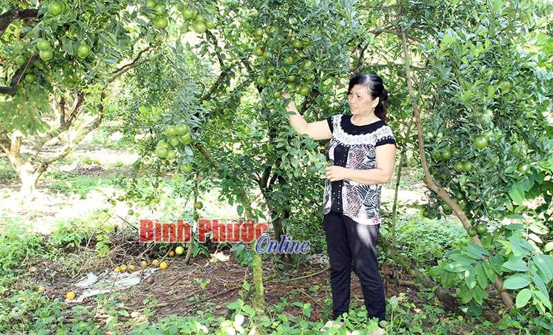 Tân Hiệp giảm nghèo nhanh Tân Hiệp giảm nghèo nhanh