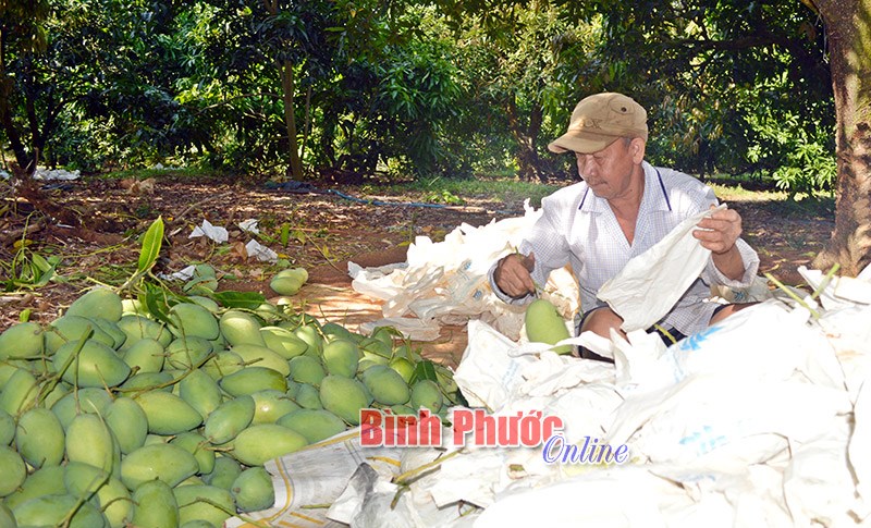 Tân Hưng trúng mùa xoài cát Hòa Lộc Tân Hưng trúng mùa xoài cát Hòa Lộc