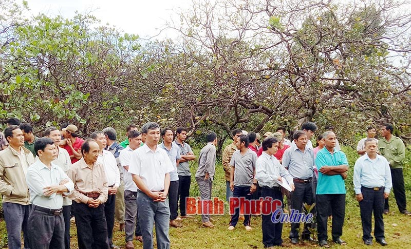 Tập trung phòng, chống sâu, bệnh hại cây điều Tập trung phòng, chống sâu, bệnh hại cây điều