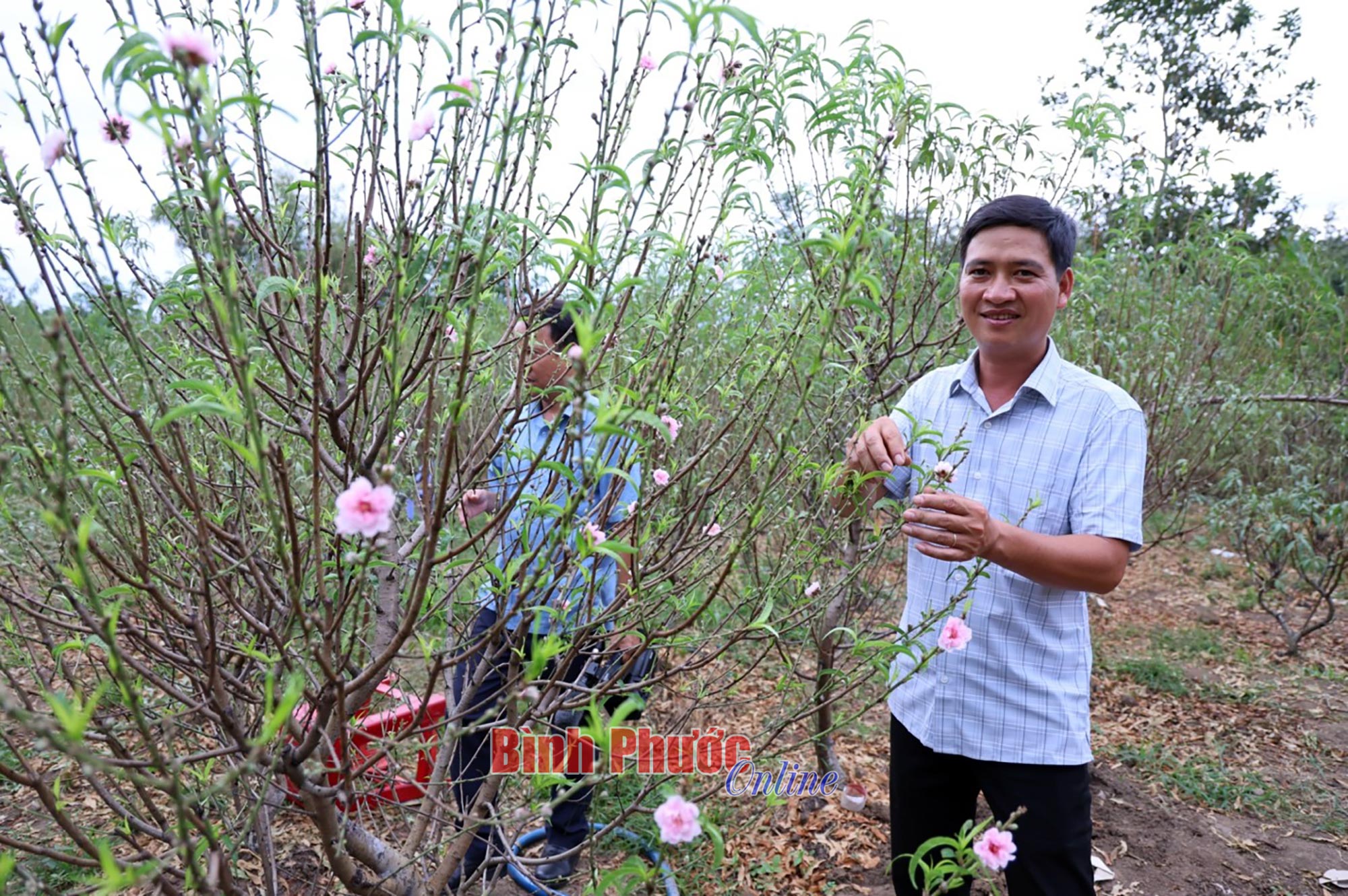 Tất bật chuẩn bị hoa tết
