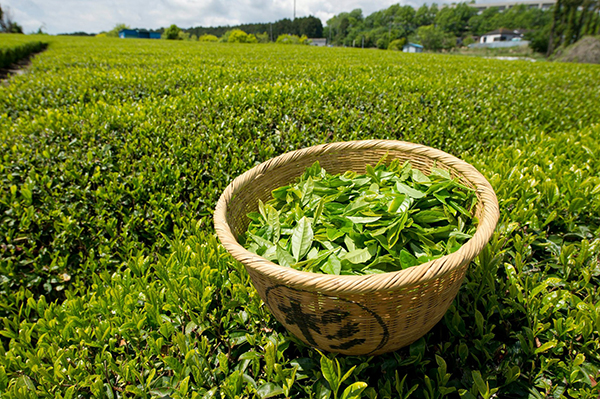 tea.jpg