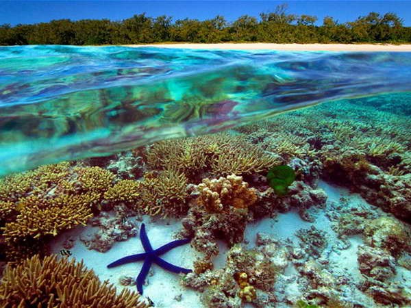 Australia nỗ lực bảo vệ rạn san hô lớn nhất thế giới Australia nỗ lực bảo vệ rạn san hô lớn nhất thế giới