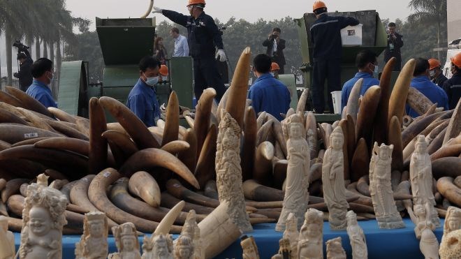 Trung Quốc công khai tiêu hủy 6 tấn ngà voi nhập lậu Trung Quốc công khai tiêu hủy 6 tấn ngà voi nhập lậu