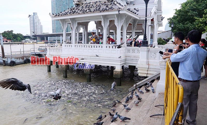 Ấn tượng xanh, sạch, đẹp ở Băng Cốc và Pattaya Ấn tượng xanh, sạch, đẹp ở Băng Cốc và Pattaya