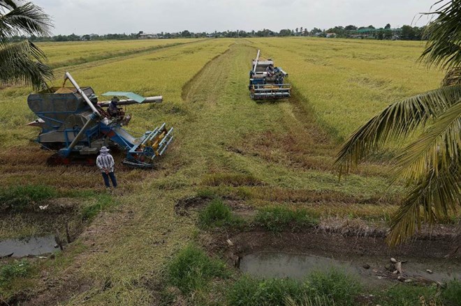 Thái Lan có thể trở lại vị trí nước xuất khẩu gạo số 1 thế giới Thái Lan có thể trở lại vị trí nước xuất khẩu gạo số 1 thế giới