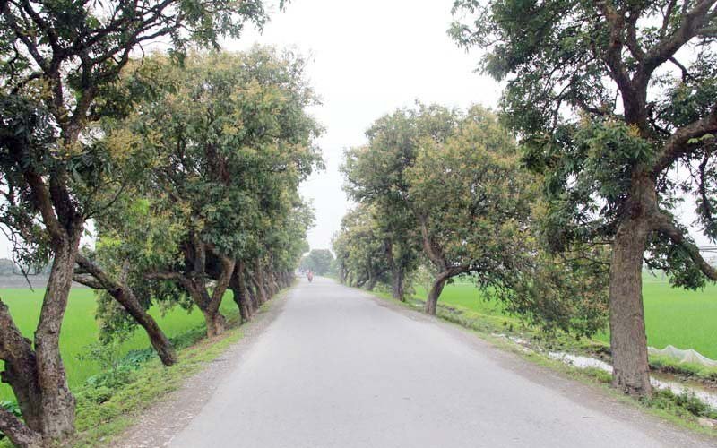 Tháng Chín xôn xao mùa nhãn lồng