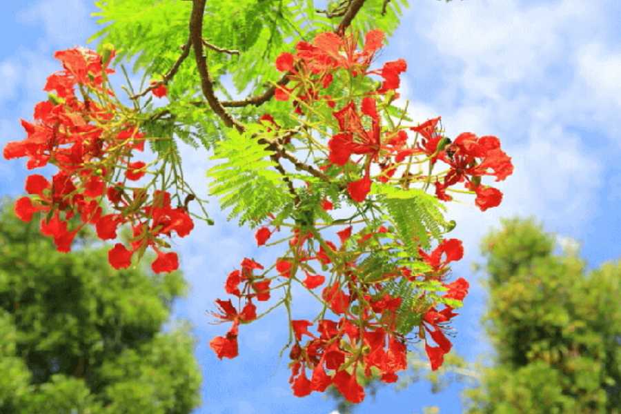 Tháng năm và cành phượng vĩ