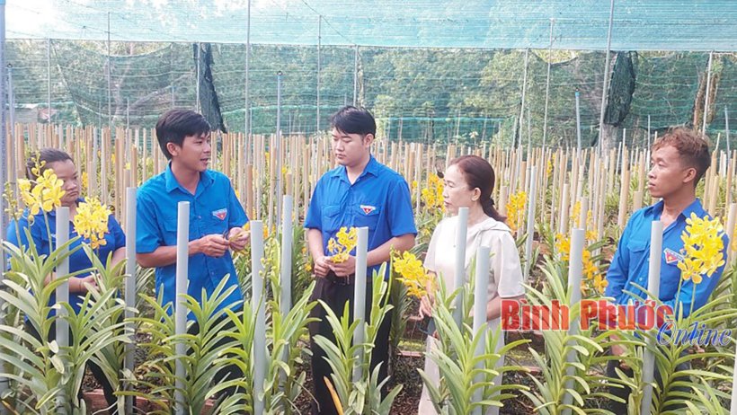 Thành công với trồng lan cắt cành