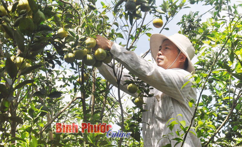 Trái cây Thanh An ra hội chợ Trái cây Thanh An ra hội chợ