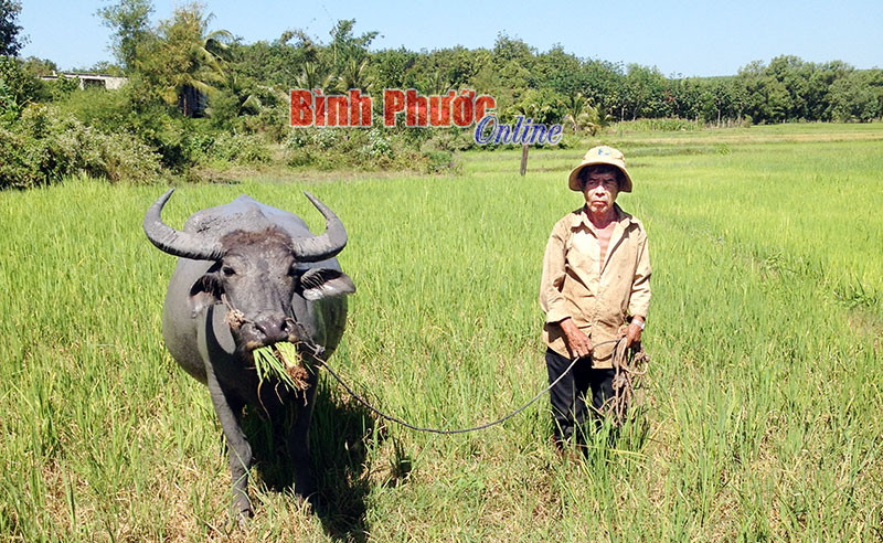 Thanh An mất trắng vụ lúa Thanh An mất trắng vụ lúa