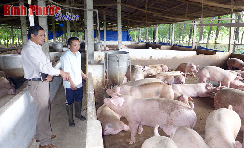 Thành công từ nuôi heo gia công Thành công từ nuôi heo gia công