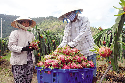 Nỗi khổ 'mô hình'