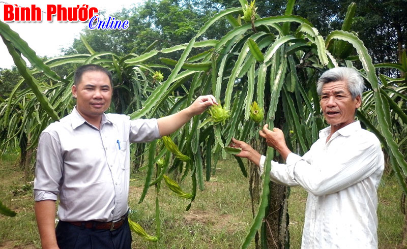 Thanh long ruột đỏ: Có thể chuyên canh ở Đăng Hà? Thanh long ruột đỏ: Có thể chuyên canh ở Đăng Hà?