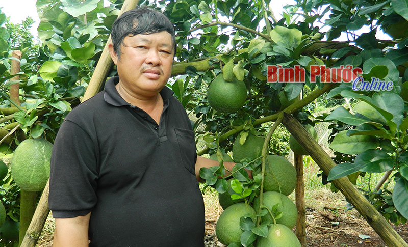 Thành tỷ phú nhờ trồng bưởi da xanh Thành tỷ phú nhờ trồng bưởi da xanh