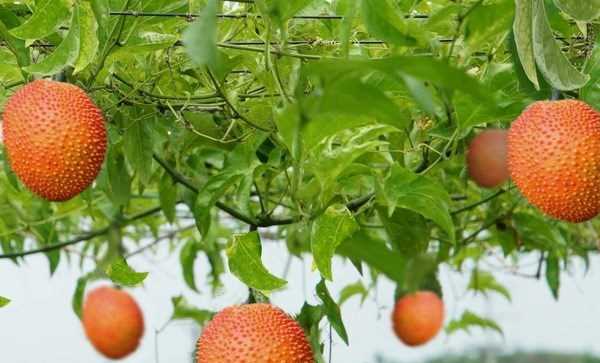 Đẩy mạnh khai thác giá trị tiềm ẩn cây thảo dược trong nước Đẩy mạnh khai thác giá trị tiềm ẩn cây thảo dược trong nước