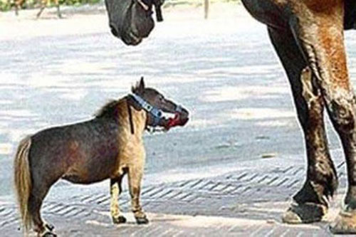 Nhỏ nhất cũng khổ Nhỏ nhất cũng khổ