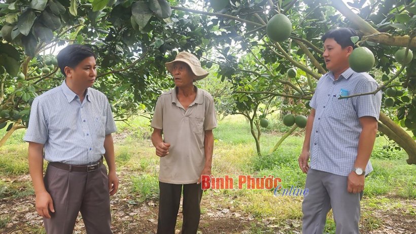 Thêu những mùa hoa trái Thêu những mùa hoa trái