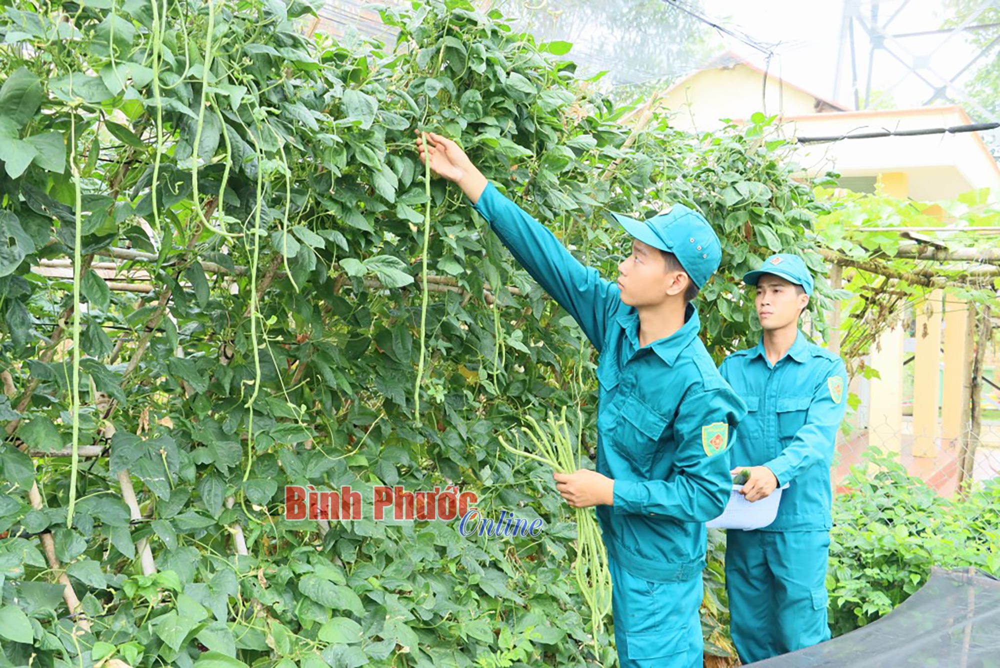 Thi đua tăng gia sản xuất Thi đua tăng gia sản xuất