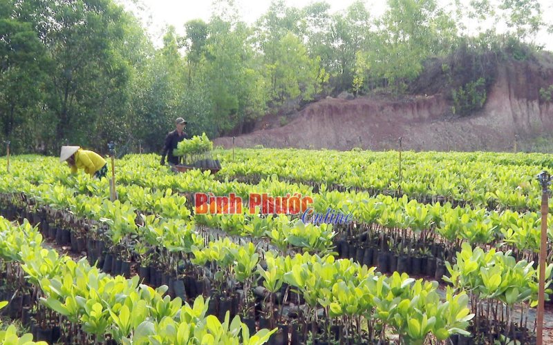 Thị trường cây giống vào vụ mới Thị trường cây giống vào vụ mới