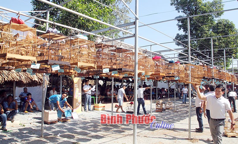Thi tiếng hót chim chào mào toàn tỉnh lần 8/2017