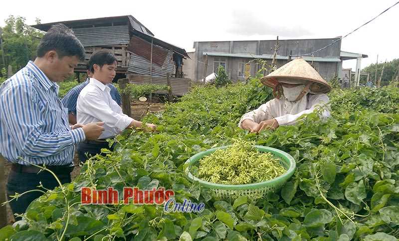 Trồng hoa thiên lý - đất ít lời cao Trồng hoa thiên lý - đất ít lời cao