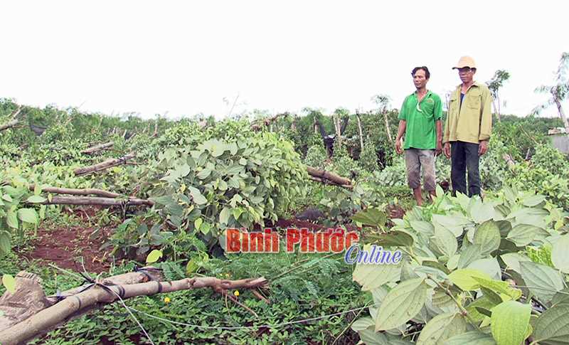 4.760 nọc tiêu bị gãy đổ do mưa lốc 4.760 nọc tiêu bị gãy đổ do mưa lốc