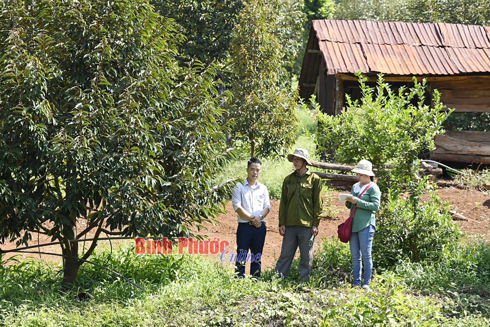 Thiệt hại cây trồng vì thiếu nước