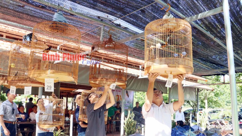 Thiết thực từ hội thi chích chòe lửa đấu hót
