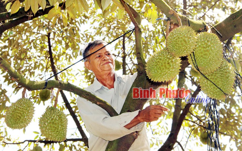Thời cơ sầu riêng Thời cơ sầu riêng