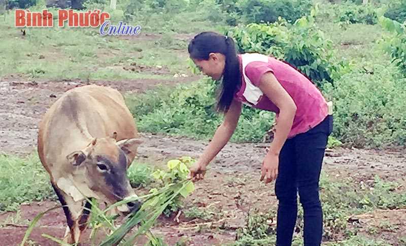 Thoát nghèo nhờ nuôi bò xoay vòng Thoát nghèo nhờ nuôi bò xoay vòng