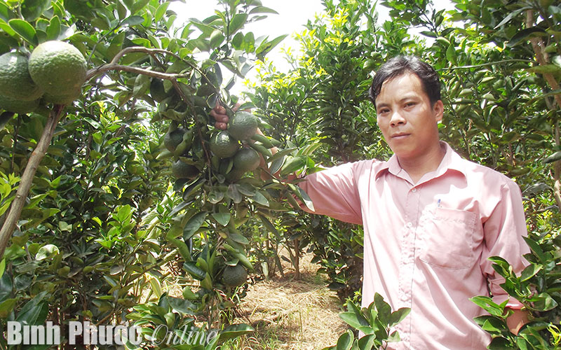 Thoát nghèo nhờ xen canh Thoát nghèo nhờ xen canh