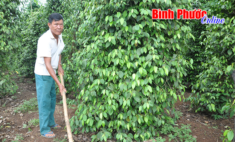 Thoát nghèo nhờ chăm chỉ lao động Thoát nghèo nhờ chăm chỉ lao động