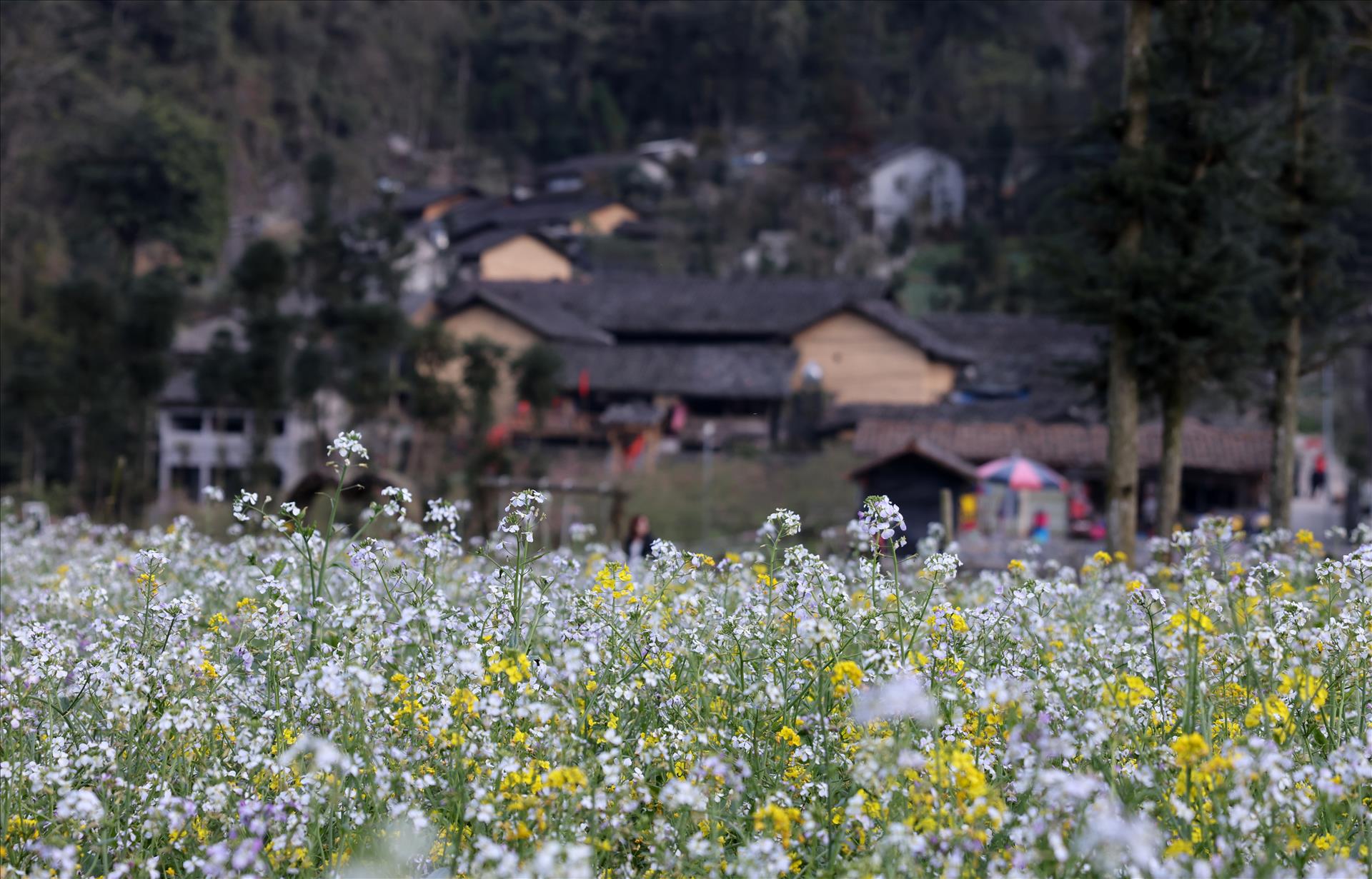 thong-thien-cai-17-15-8-25.jpg
